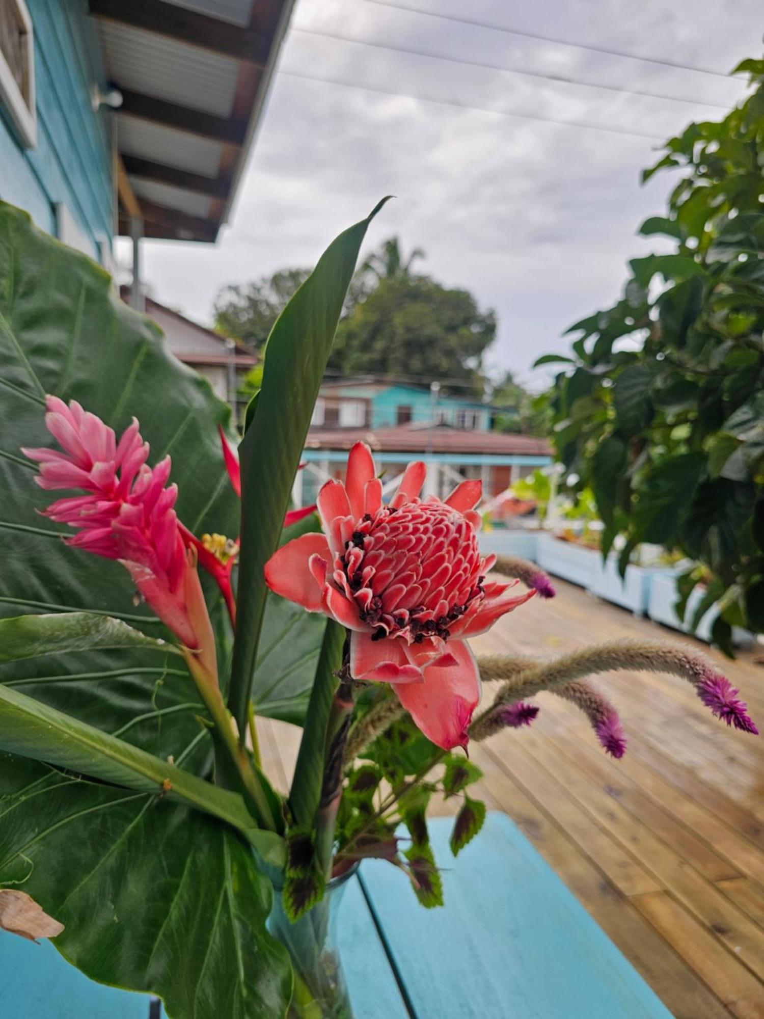 Casa Pelicano Bocas Town Dış mekan fotoğraf
